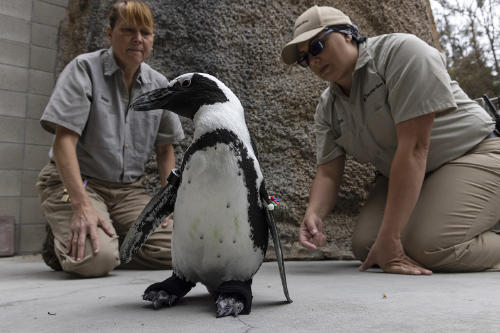 Lucas pinguino San Diego Zoo
