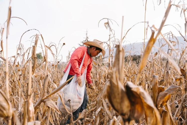 agrotoxicos Niño hispano con sombrero recogiendo maíz del campo de trigo en México. Getty Images
