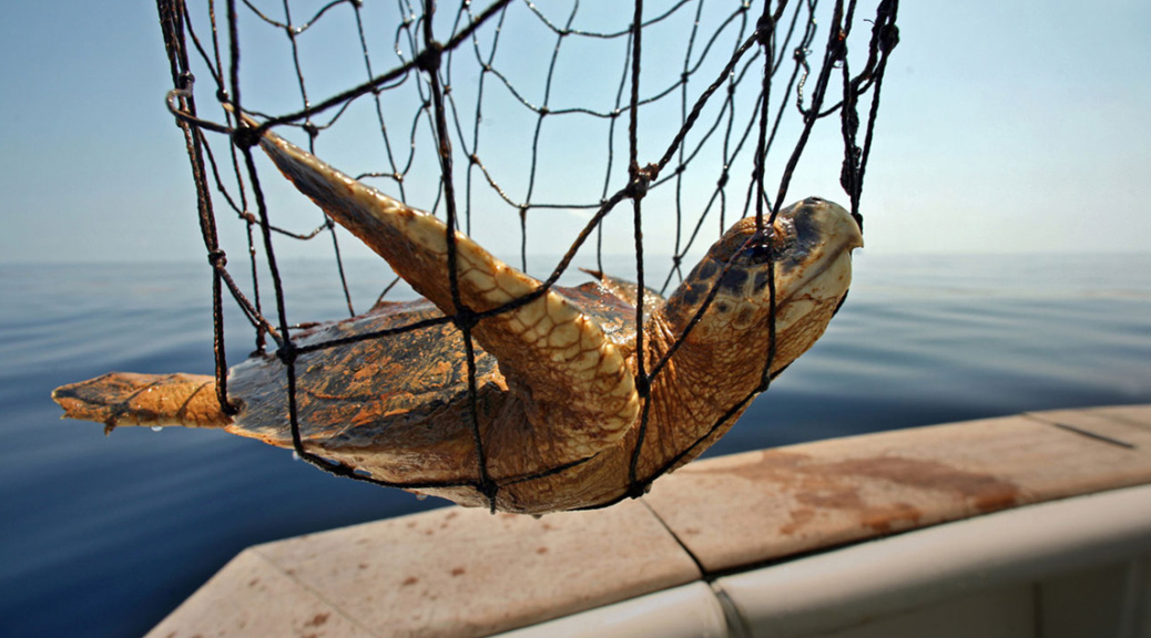 tortuga-red ¿Cuáles son los 12 animales en peligro de extinción en 2021?