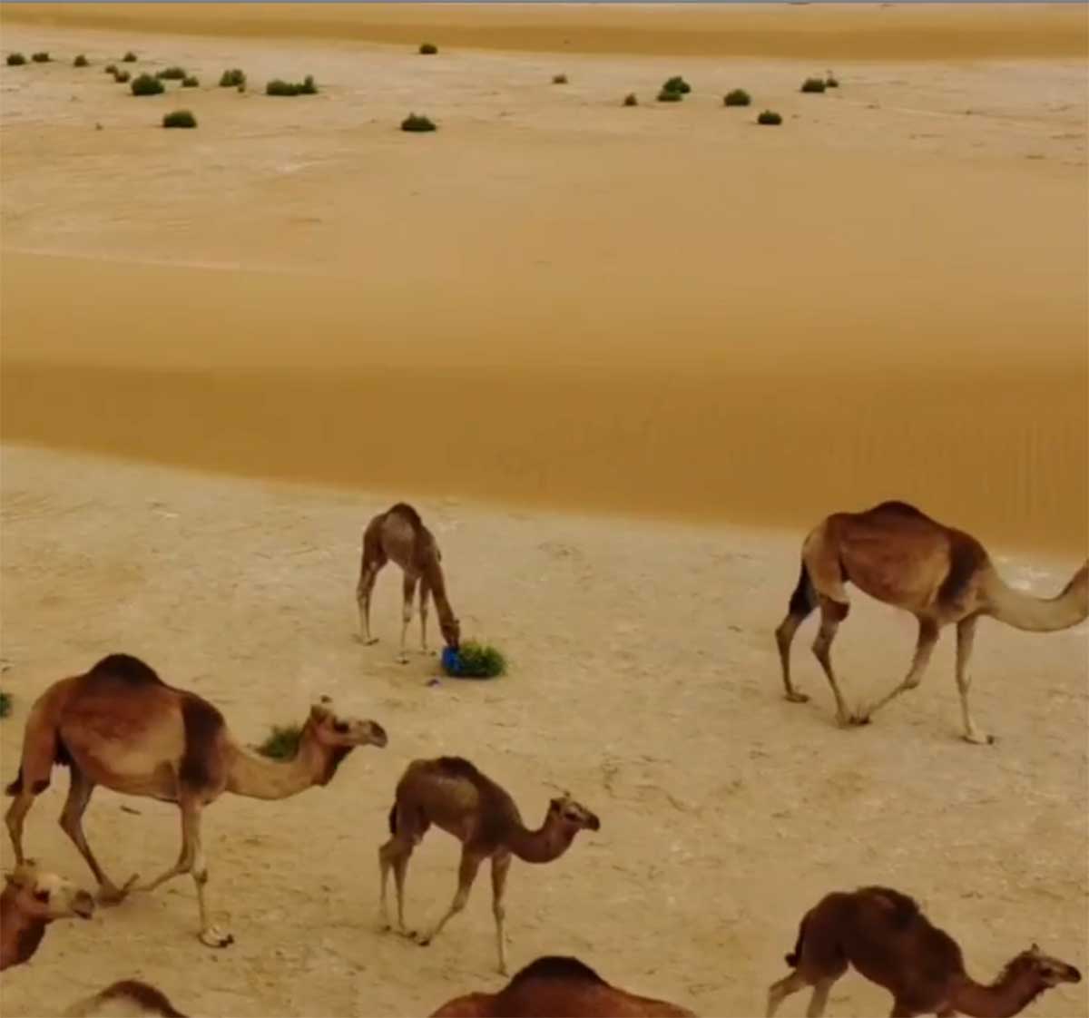 BEBE CAMELLO BEBE CAMELLO