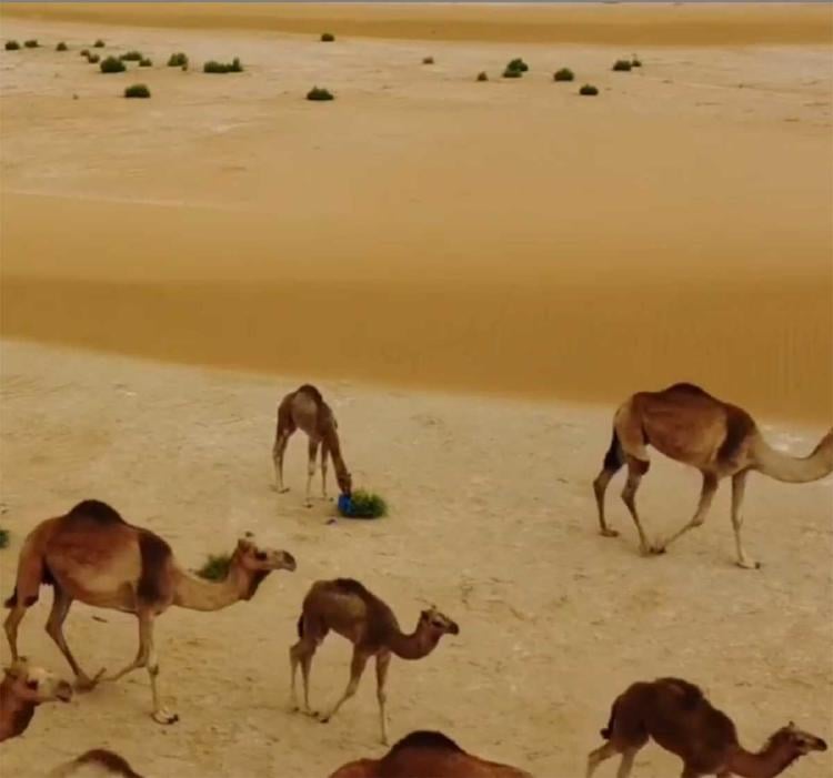 BEBE CAMELLO BEBE CAMELLO