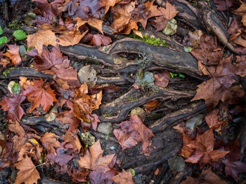 ecosistemas ecosistemas