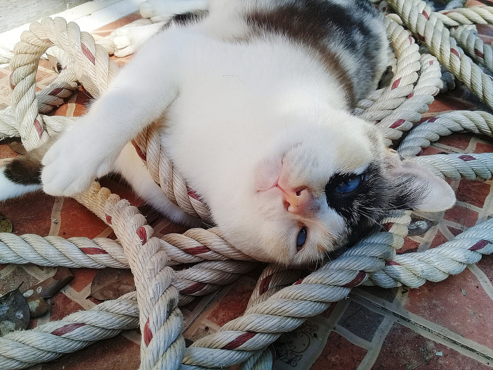 gato cuerda gato cuerda