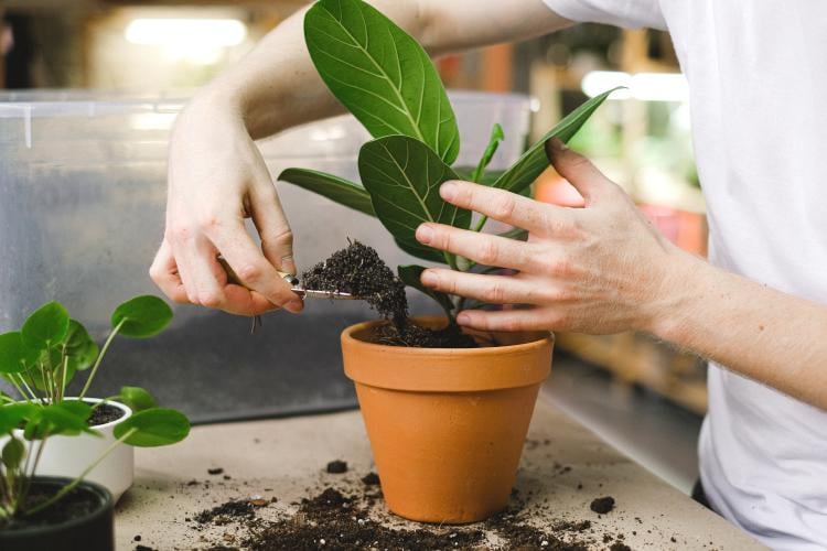 Persona colocando tierra en la maceta de una planta