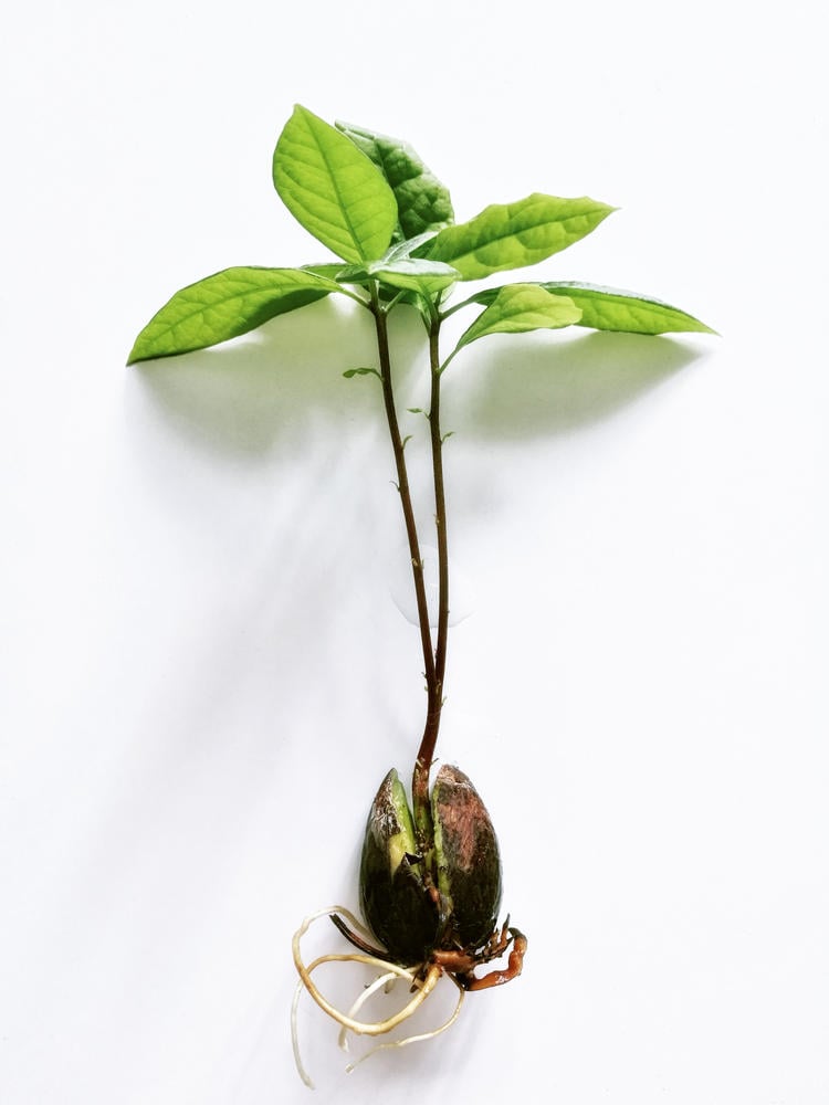 Semilla de aguacate con sus primeras hojas en fondo blanco Semilla de aguacate con sus primeras hojas en fondo blanco