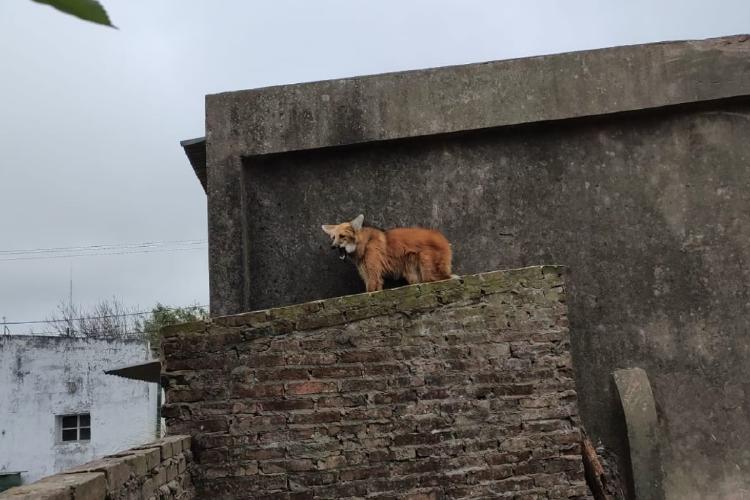 aguara La aguará se escapó de una casa donde la tenían como mascota, subió a un techo y, tras la denuncia de vecinos, el Centro de Rescate La Esmeralda acudió al lugar y logró asistirla.