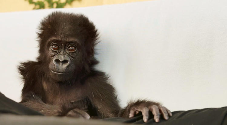 bebé gorila3 bebé gorila3