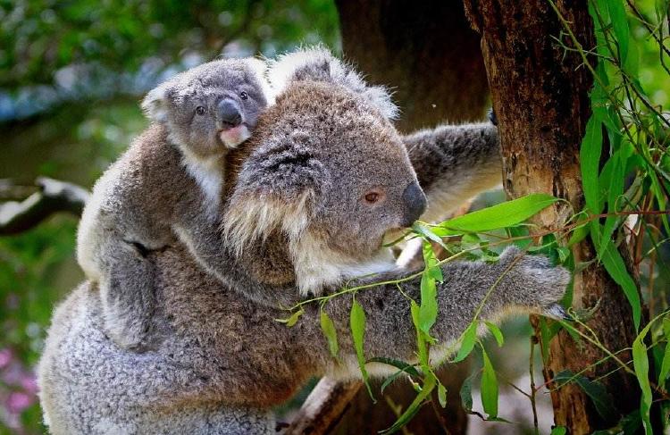 Nacieron 9 koalas en un parque tras incendios en Australia