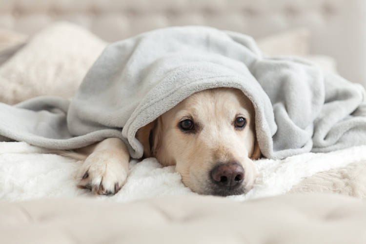 pero cama perro cama