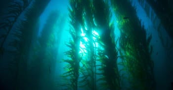 bosques submarinos artico