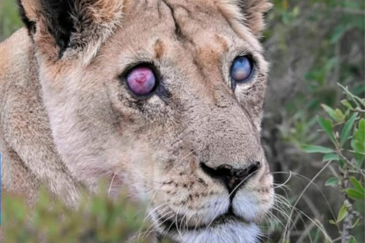 leona ciega leona ciega