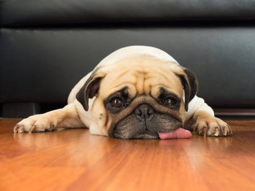 ¿Tienes que cuidar a tus mascotas del coronavirus?