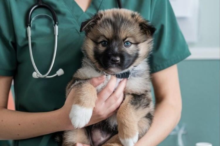 perro Observar a nuestras mascotas es una forma de cuidarlas. Estas señales físicas y de comportamiento en perros y gatos pueden indicar que algo no está bien y requieren atención veterinaria. (Imagen: Pinterest)