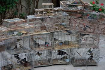 aves aves