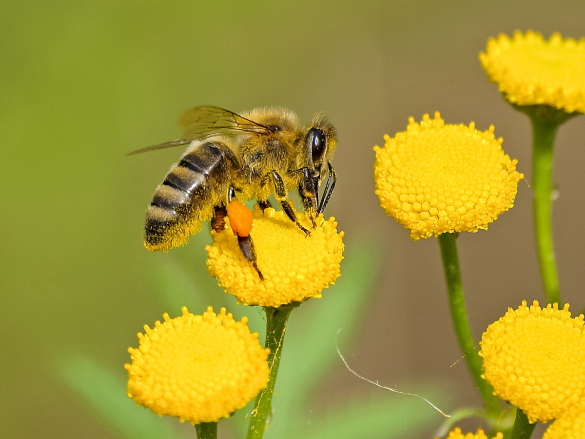 abeja Abejas: el sorprendente parecido entre su descanso y el de los humanos es analizado por científicos.
