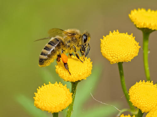 abeja Abejas: el sorprendente parecido entre su descanso y el de los humanos es analizado por científicos.