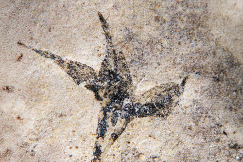 flor Científicas del Conicet hallan la flor más antigua de Argentina© Gentileza