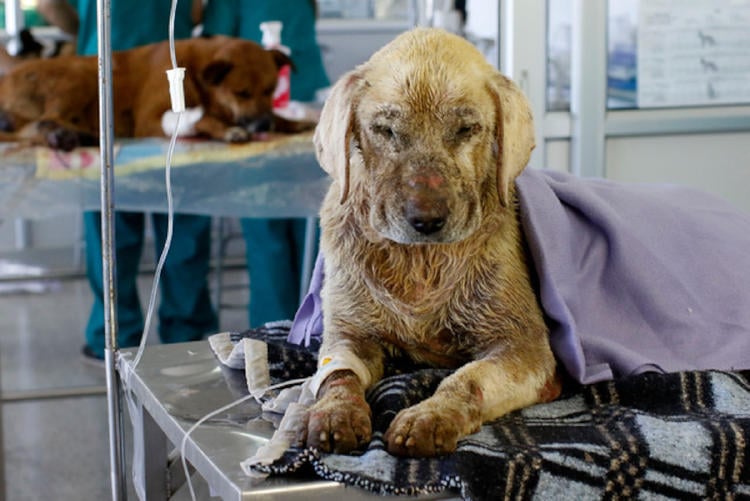 rescate mascotas chile3 rescate mascotas chile3