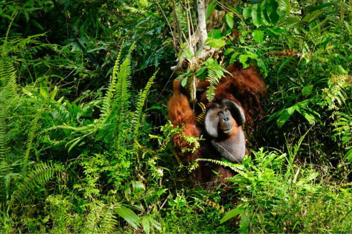 Un orangután macho rescatado, fotografiado el 12 de julio de 2024 en el Centro de Rehabilitación Samboja Lestari, en Indonesia© Jack Moore.