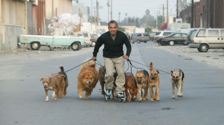 cesar millan encantador de perros2