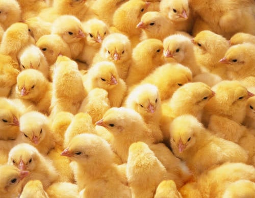 shutterstock_415670299 shutterstock_415670299