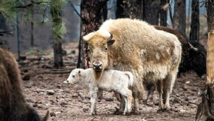 bisonte blanco2 bisonte blanco2