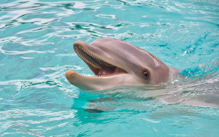 dolphin 3416508_1280 dolphin 3416508_1280