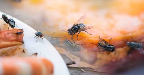 Trucos para alejar a las moscas de tu hogar sin usar productos químicos