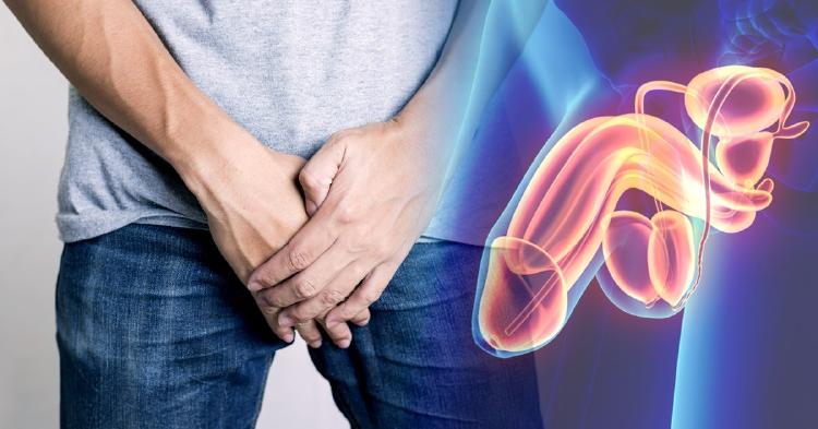 glándula de Cowper glándula de Cowper