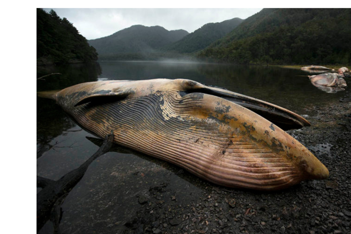 Ballenas encontradas muertas en 2015, en los fiordos de la Península Taitao, Patagonia, Chile. Foto: Vreni Häussermann