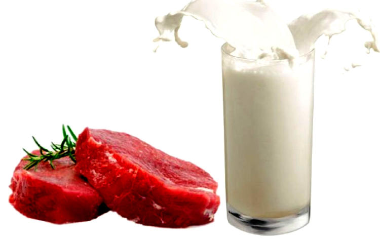 CARNES Y LACTEOS CARNES Y LACTEOS