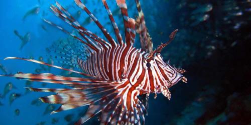 pez leon caribe pez leon caribe