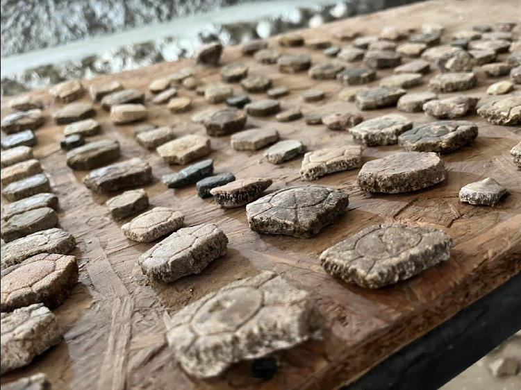Fragmentos de caparazones de tortuga Pablo Correa