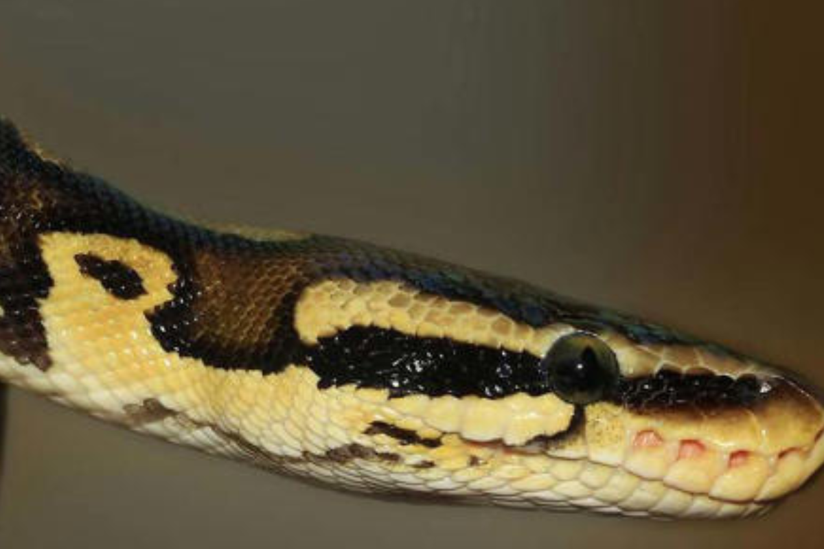 La serpiente más grande jamás descubierta en Colombia, con más de una tonelada de peso y una dieta asombrosa. (Foto: MSN)