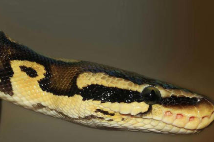 serpiente La serpiente más grande jamás descubierta en Colombia, con más de una tonelada de peso y una dieta asombrosa. (Foto: MSN)