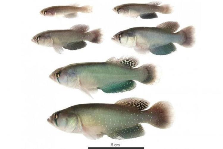 peces Hallazgo sin precedentes en Argentina: encontraron una nueva especie de pez gigante que vive en la sequía. (msn.com)