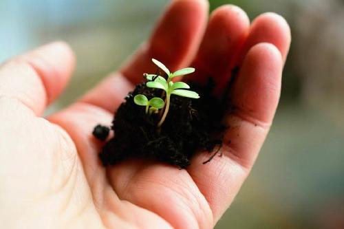 ¿Qué es la agroecología?: aplicar procesos ecológicos