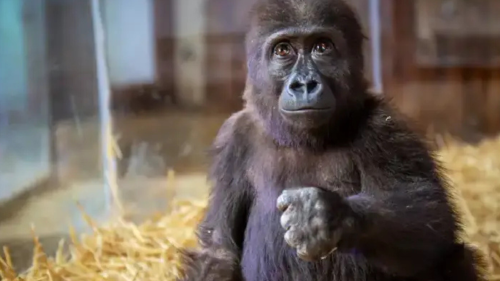 gorilla Víctima de contrabando: ¿Cómo es la nueva vida del gorila bebé?.