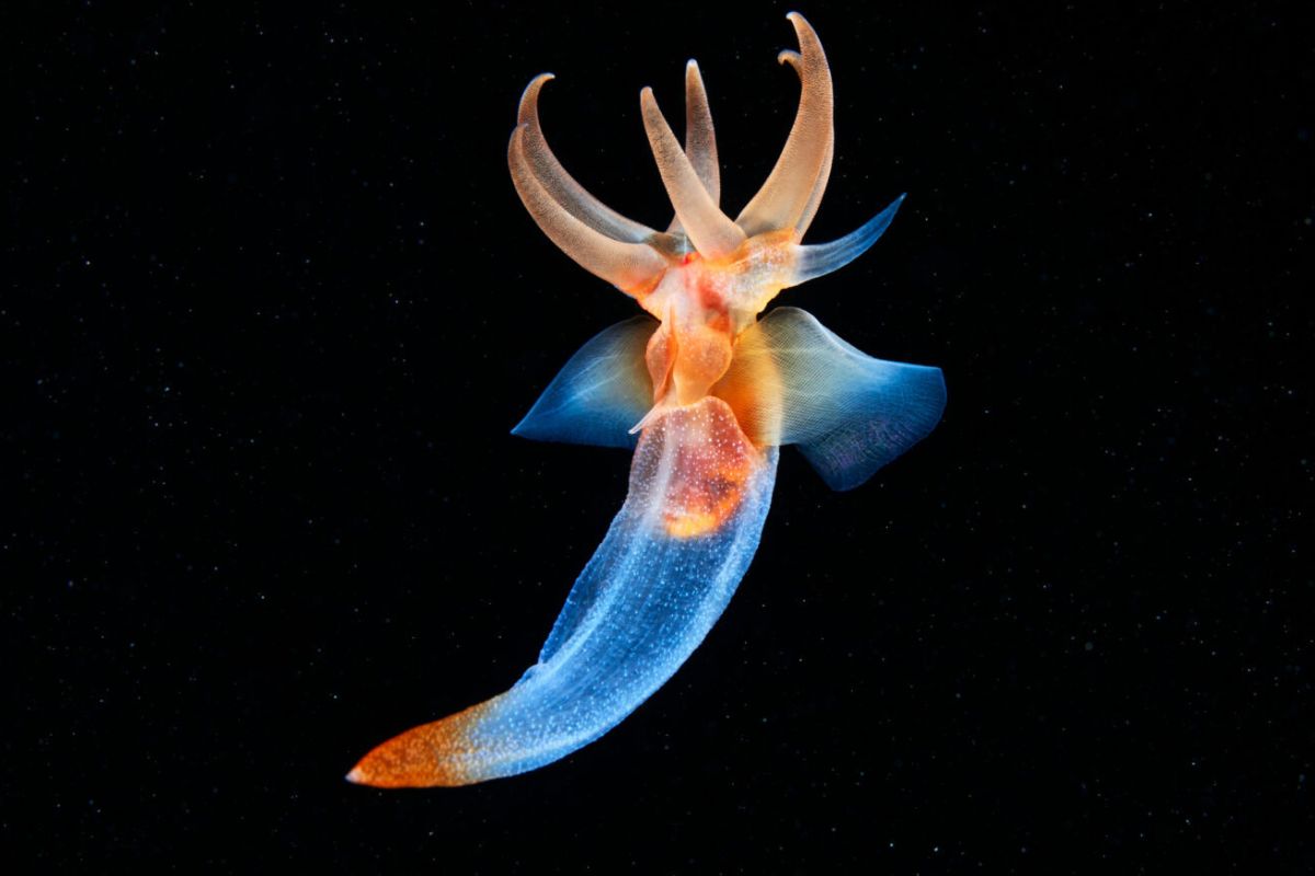 Un Ángel de Mar (Clione limacina) está cazando en la bahía de Kandalaksha, en el Mar Blanco. Clione limacina habita en el Océano Ártico y en las regiones frías del Océano Atlántico Norte, a profundidades de hasta 500 m. © Greenpeace 