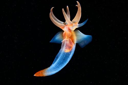 mar Un Ángel de Mar (Clione limacina) está cazando en la bahía de Kandalaksha, en el Mar Blanco. Clione limacina habita en el Océano Ártico y en las regiones frías del Océano Atlántico Norte, a profundidades de hasta 500 m. © Greenpeace