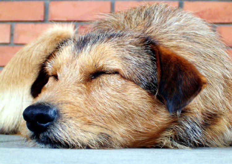 perror dormir3 perror dormir3