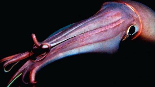 calamar gigante calamar gigante