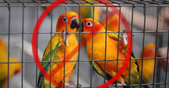 pais prohibio enjaular aves comercializar