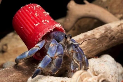 cangrejos ermitaños cangrejos ermitaños