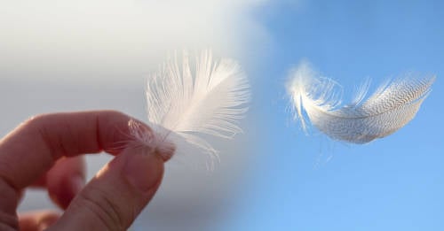 Perfecto Ambiguo Jarra Cuál es el significado espiritual de encontrar una pluma de manera  inesperada | Bioguia