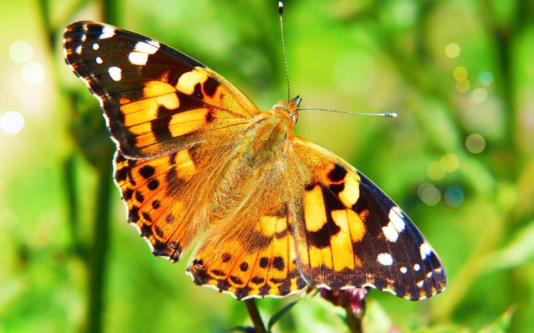 que significa que una mariposa se pose en ti que significa que una mariposa se pose en ti.jpg