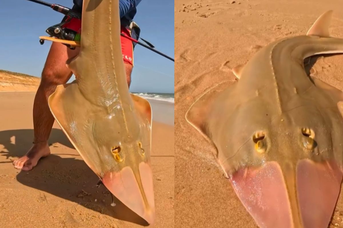 El autor de la hazaña fue Jaime González, conocido en redes como Zary Fishing, quien logró capturar al animal con una caña de spinning y cebo natural. (msn.com)