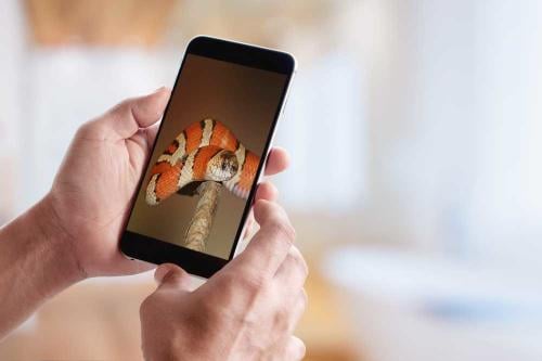 Científicos australianos crean una app para identificar arañas y serpientes