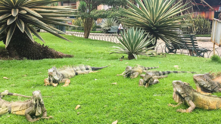 iguanas2 iguanas2
