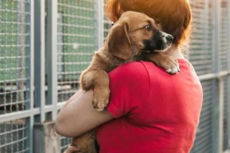 refugio animales Paraguay pone en marcha un registro nacional de agresores para facilitar la denuncia. (Imagen: Pinterest)